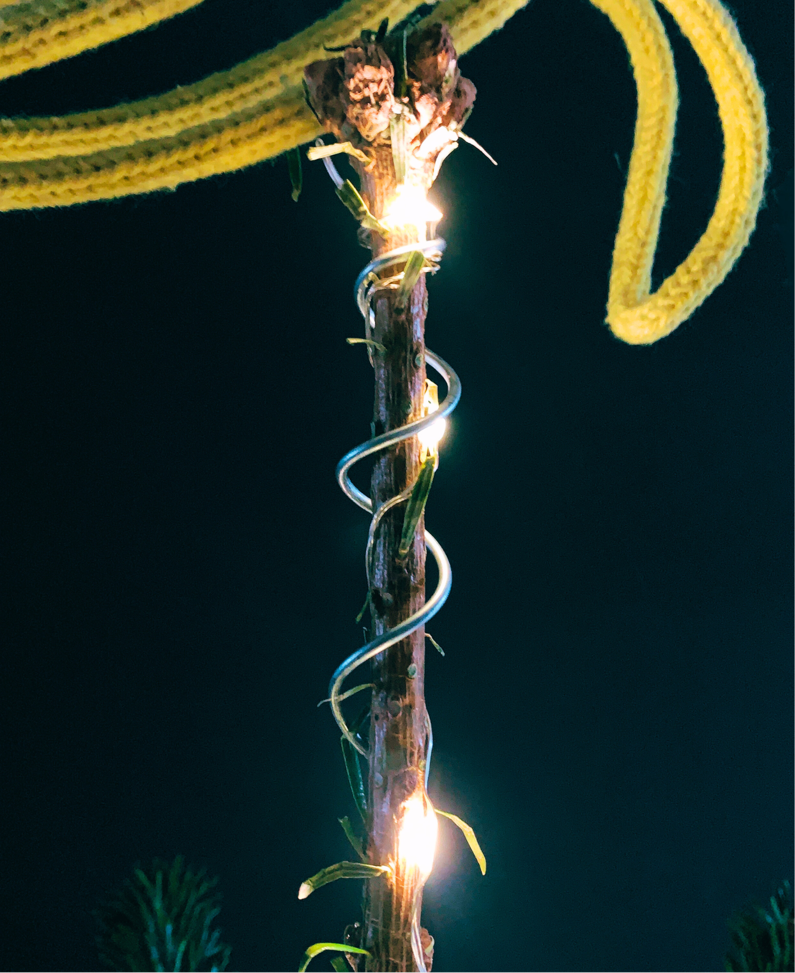 Close up Christmas tree with a coil wrapped around the leader branch against a dark background