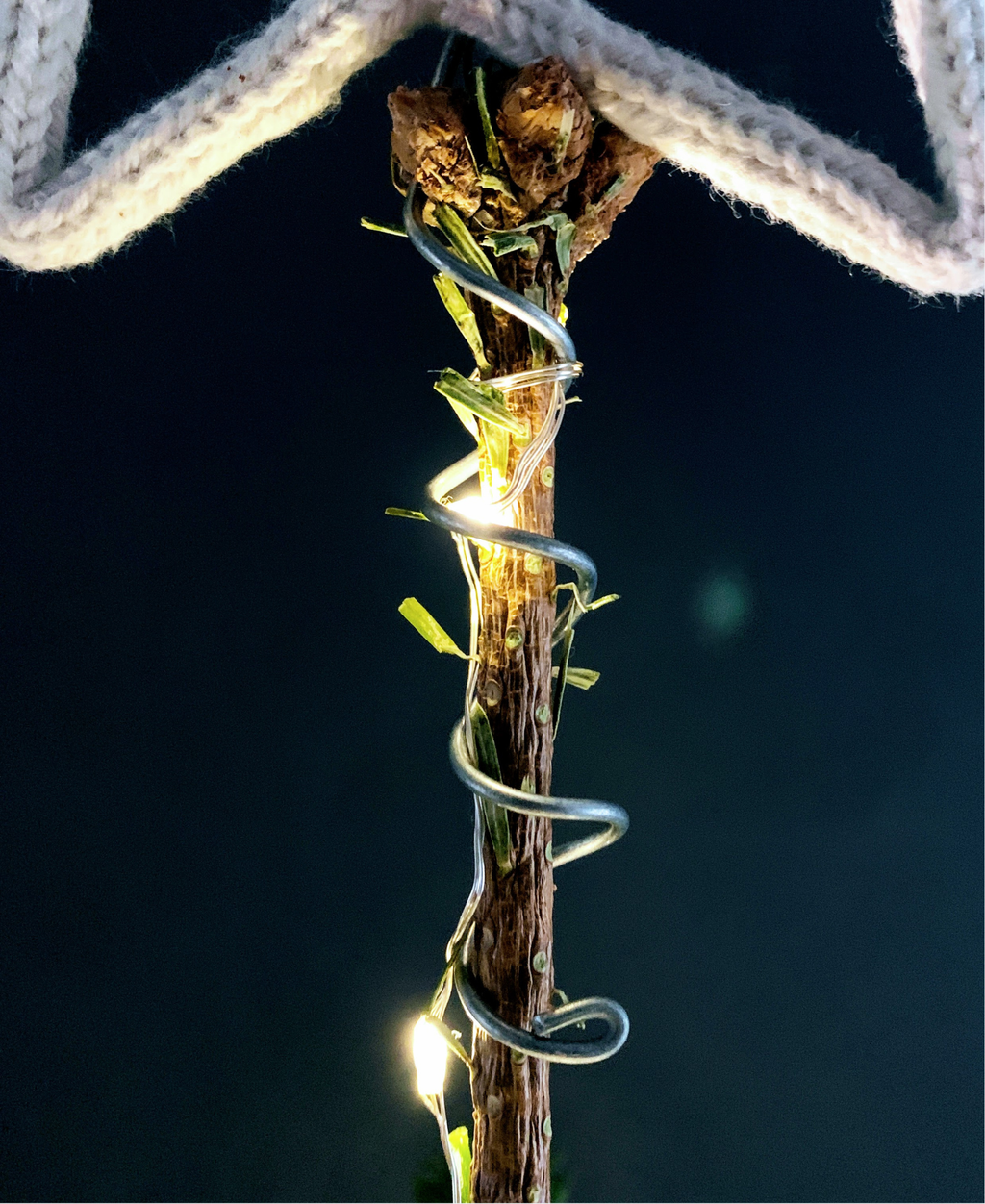 Close up of a Christmas tree topper coil wrapped around a leader branch against a dark background